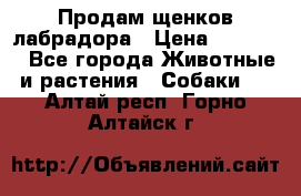 Продам щенков лабрадора › Цена ­ 20 000 - Все города Животные и растения » Собаки   . Алтай респ.,Горно-Алтайск г.